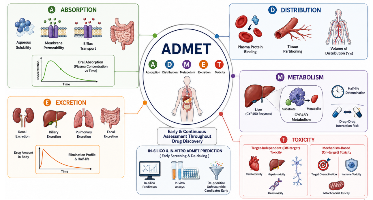 ADMET wheel: Absorption (aqueous solubility, membrane permeability, efflux transport), Distribution (plasma protein binding, tissue partitioning, volume of distribution), Metabolism (CYP450 liver metabolism, half-life, drug-drug interaction risk), Excretion (renal, biliary, pulmonary, faecal), and Toxicity (target-independent and mechanism-based), with early in-silico and in-vitro ADMET prediction shown at centre